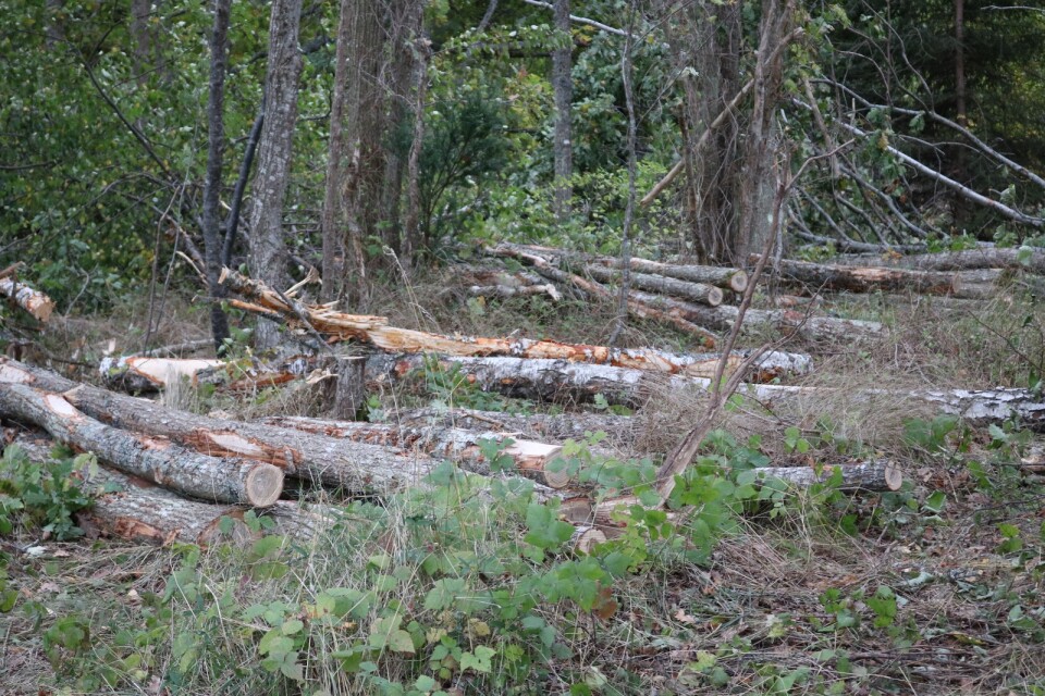 Nu tas träd ned på kommunala naturmarker i Färjestaden.