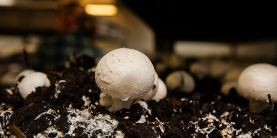 Efter konkursen – svampodlingen läggs ner: ”Det finns ingen köpare”