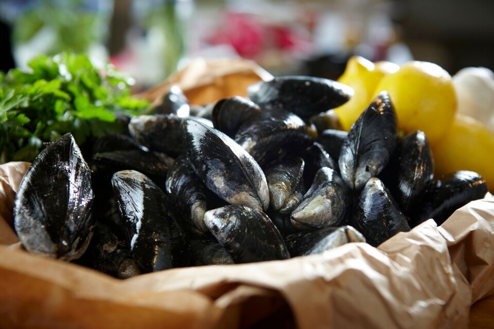 Blue mussels are at their best in the spring, before they spawn.