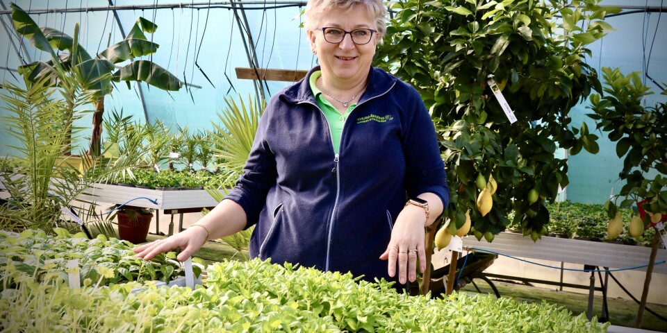 Beata är läraren som startade handelsträdgård: ”Folk vill plantera”