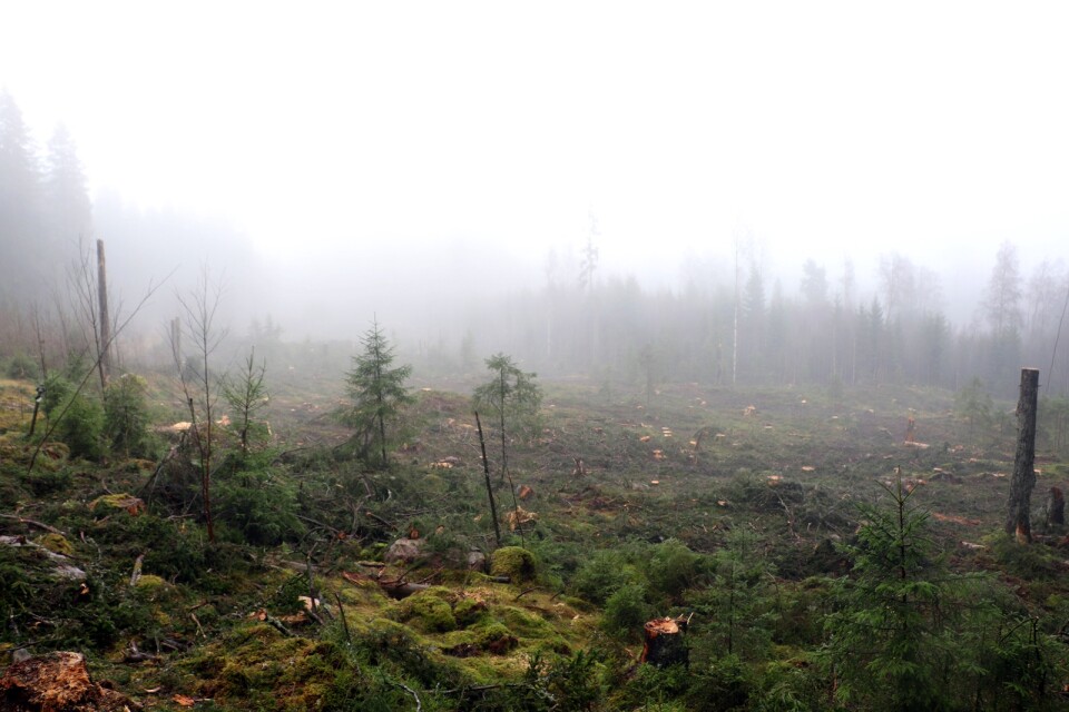 Det nya hygget vid ”Knixet” är ett i raden av uttag i Lassalyckanskogen på senare år. Tyvärr ett nödvändigt ont i ett allt för homogent skogsbestånd.