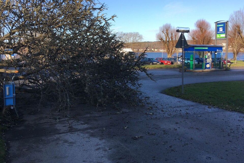 Redan natten till nyårsdagen föll ett träd vid Reningsverket i Ulricehamn. Natten till onsdagen föll det sedan flera träd på grund av blåsten.