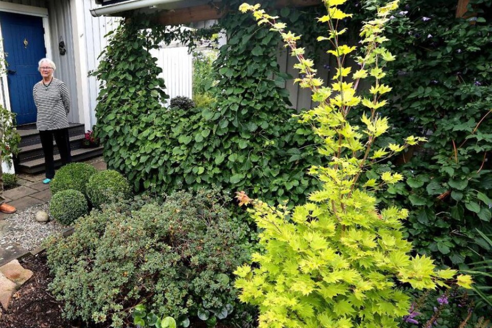 Anita Jönsson har vackra bladväxter och formklippta buskar i sin trädgård.