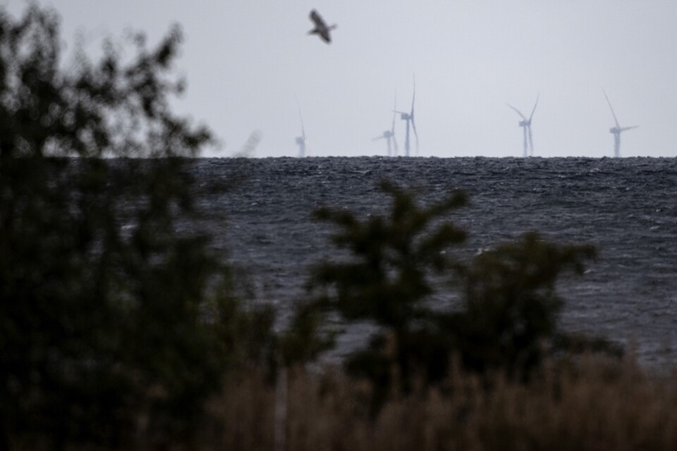 Vindkraftverken på den danska delen av Kriegers Flak sticker upp ur havet söder om Trelleborg.