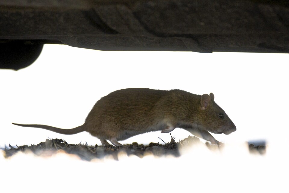 Råttorna trivs med att få falafelfrukost, men grannarna är inte lika glada över deras besök. Foto: TT