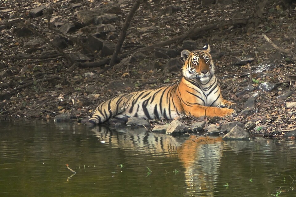 En tiger vilar vid en sjö i ett naturreservat i norra Indien. Arkivbild.