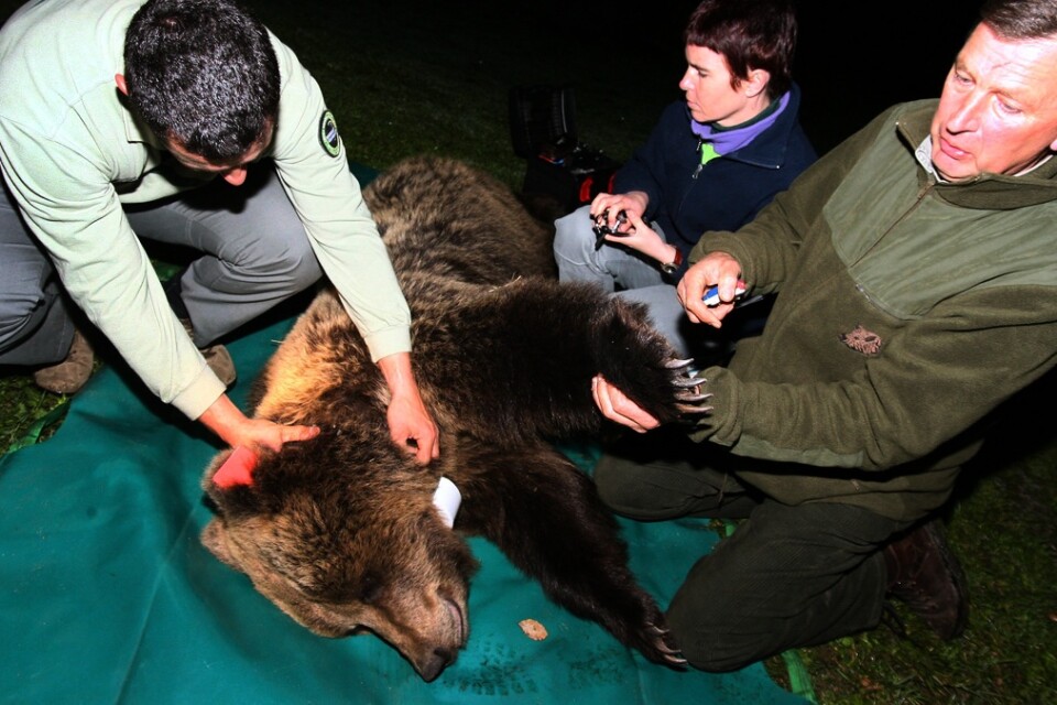 En björn som skjutits med bedövningsvapen inspekteras i Slovenien innan den ska transporteras till Frankrike för utsättning i Pyrenéerna. Arkivbild.