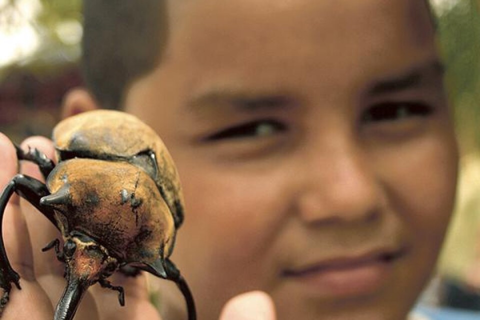 Skalbaggar stora som händer finns i Tortuguero.