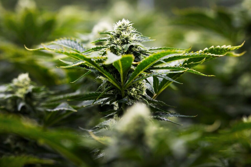 Cannabis utvinns ur vissa varianter av hampa.
