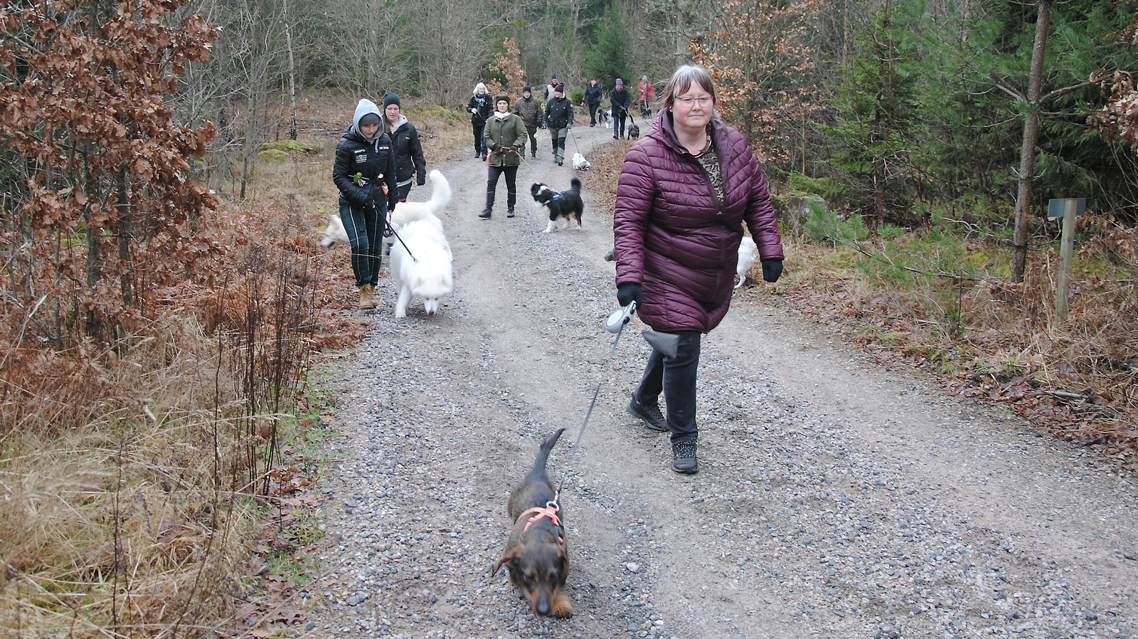 26 hundar med ägare slöt upp när Osby brukshundsklubb ordnade sin första hundpromenad i söndags. FOTO: SUSANNE GÄRE
