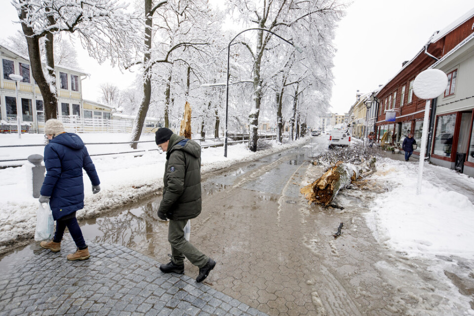 Örebro den 8 april. Träd har knäckts av snön.