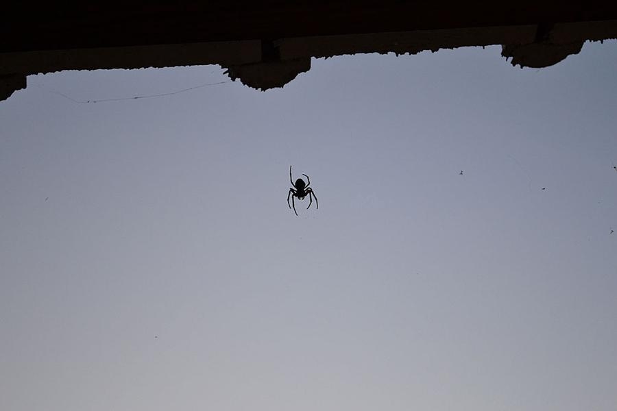 Imse vimse spindel klättrar upp för trå?n. Foto Julia Andersson