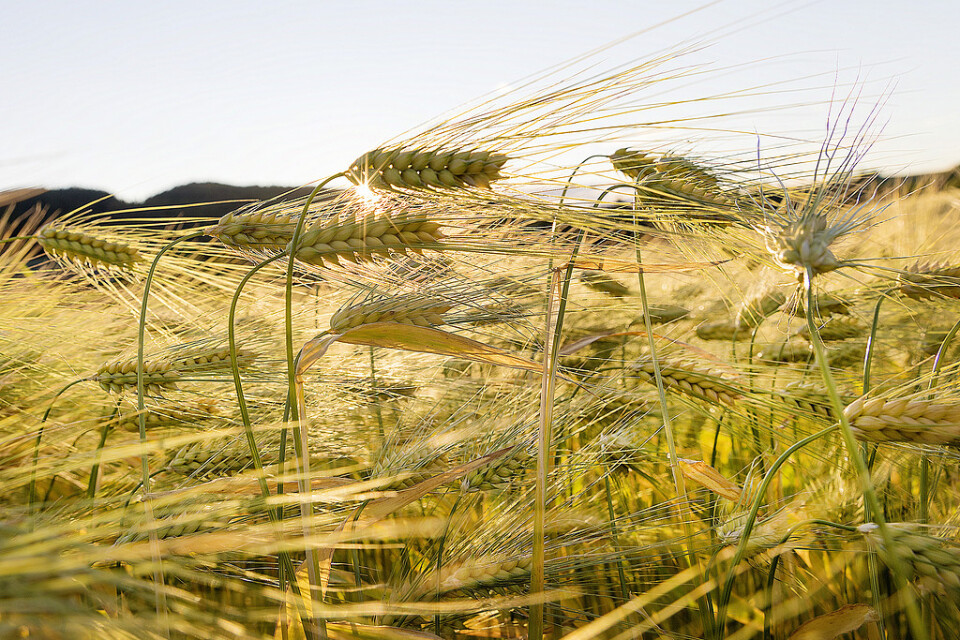 Korn är ett av de sädesslag som ingår i försöket, där forskare undersöker om skörden kan förbättras genom att man trampar på grödorna. Arkivbild.