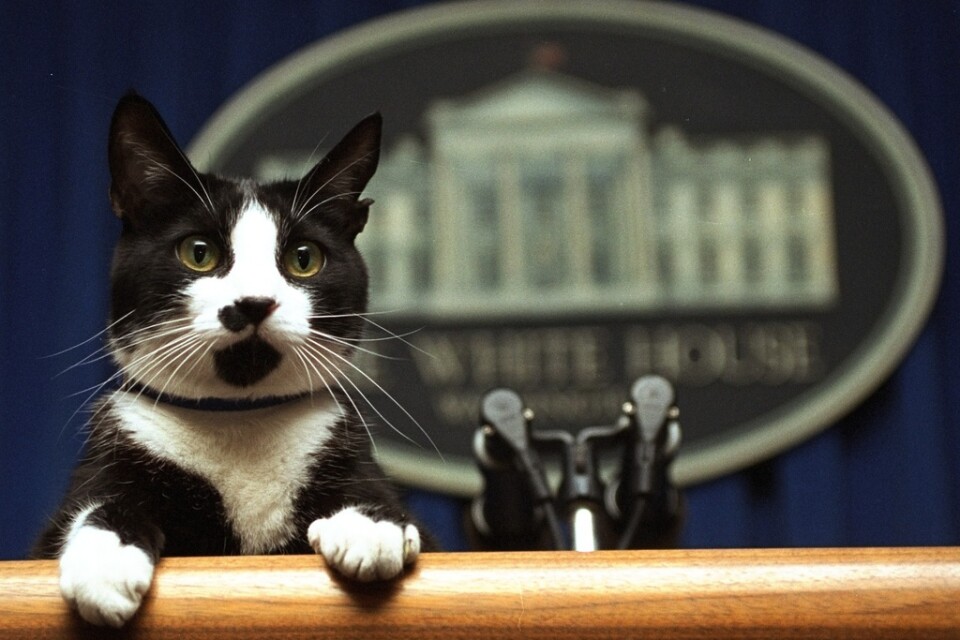 Bill Clintons katt i Vita husets pressrum 1994. Arkivbild.