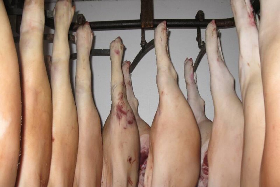 Totalt 26 slaktade grisar hängde i det olovliga slakteriet på en gård i Sjöbo kommun.