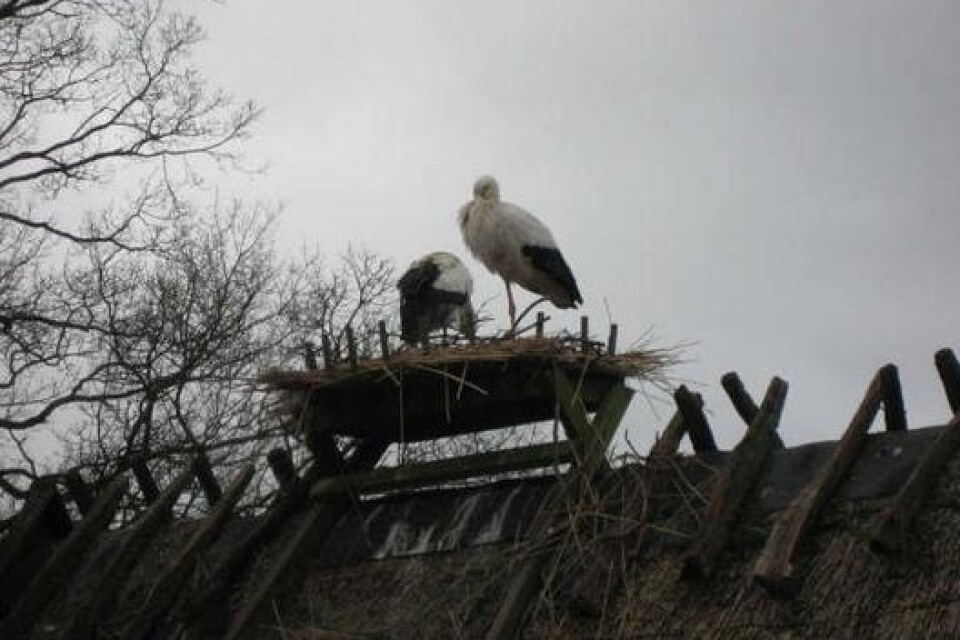 Storkarna har fått vårkänslor i Skånes djurpark.