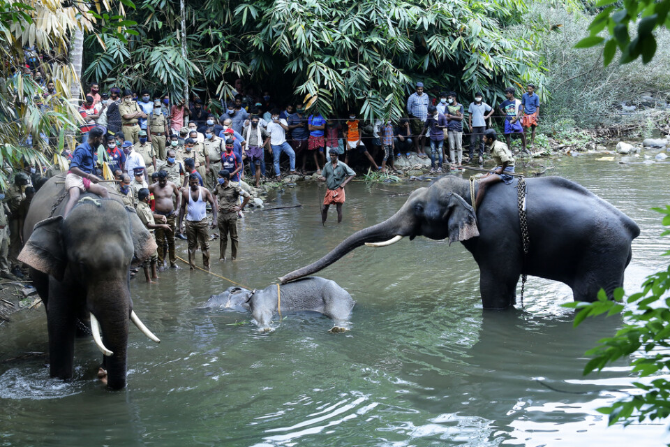 Ett par elefanter står vid en 15-årig elefanthona i Velliyarfloden i delstaten Kerala i Indien. Den dräktiga honan dog efter att ha ätit en kokosnöt fylld med smällare.