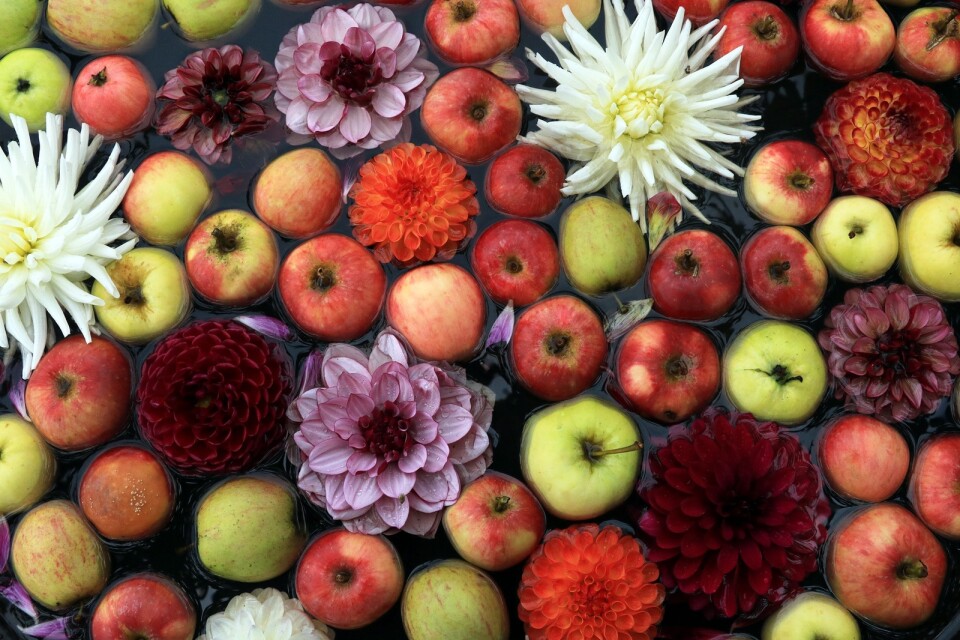 Så här års fylls trädgårdarna i Sofiero slottspark av äpplen och dahlior.