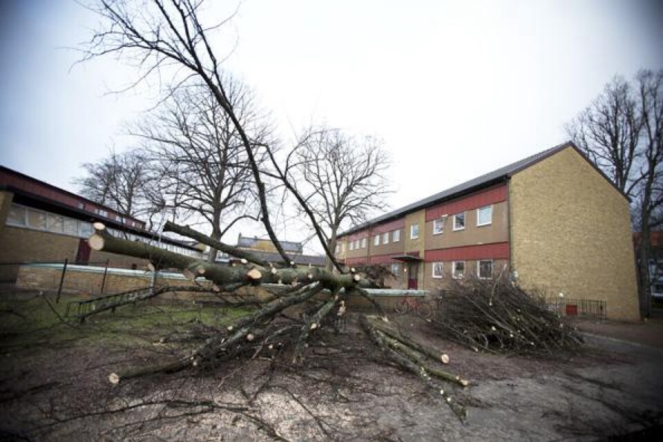På Liljeborgsskolan skolgård ligger ett stort träd som föll offer för stormen Sven.