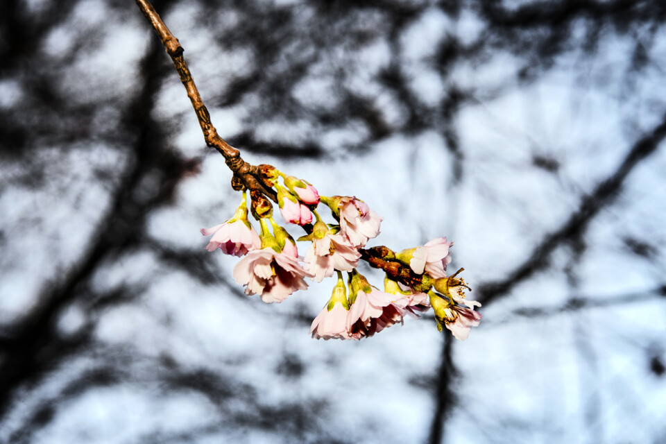 De japanska körsbärsträden i Stockholm blommade redan i januari.
