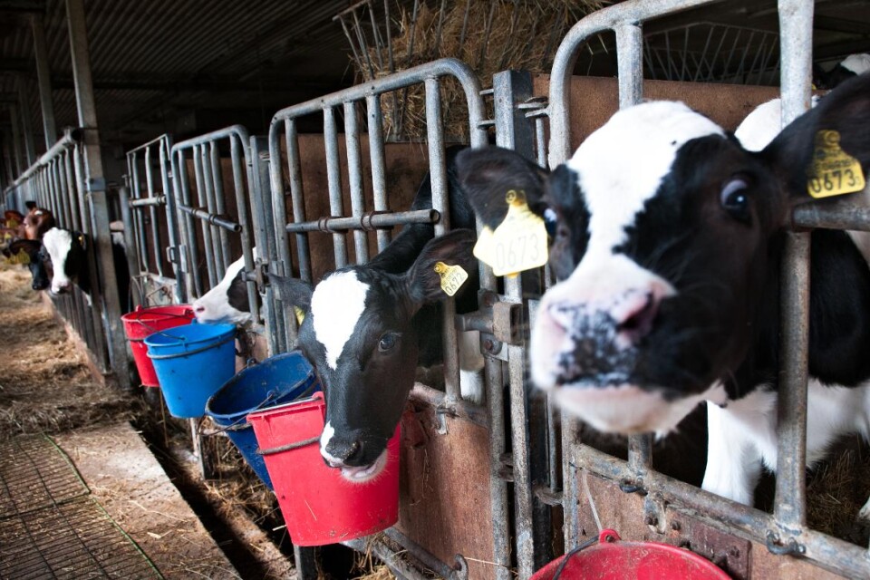 Höjda ersättningar för mjölken har ökat optimismen bland mjölkbönderna. Foto: Olof Petersson