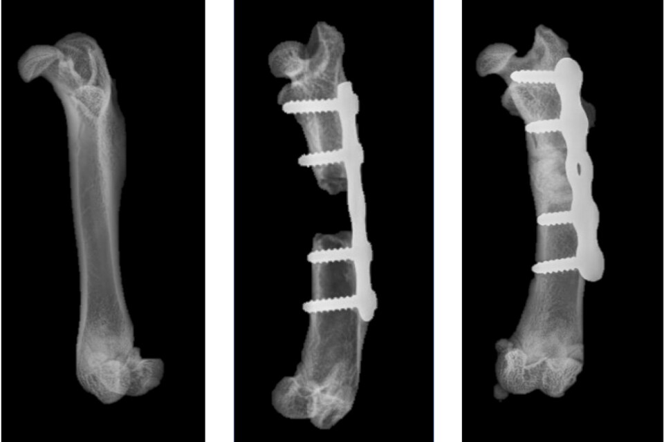 Röntgenbilderna från studien visar ett friskt lårben av en råtta jämfört med en fraktur som behandlas utan och med den nya metoden.