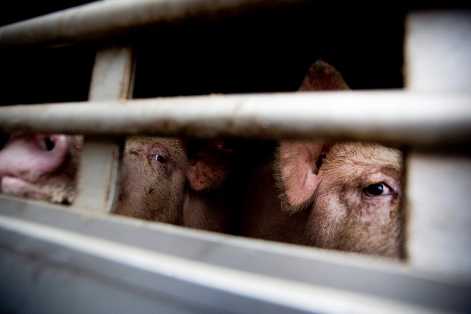 Vi måste sluta behandla kor, grisar och kalvar som varor och börja behandla dem som levande och kännande varelser, menar skribenterna.