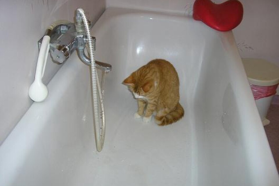 Katten är Zimba som gillar vatten.