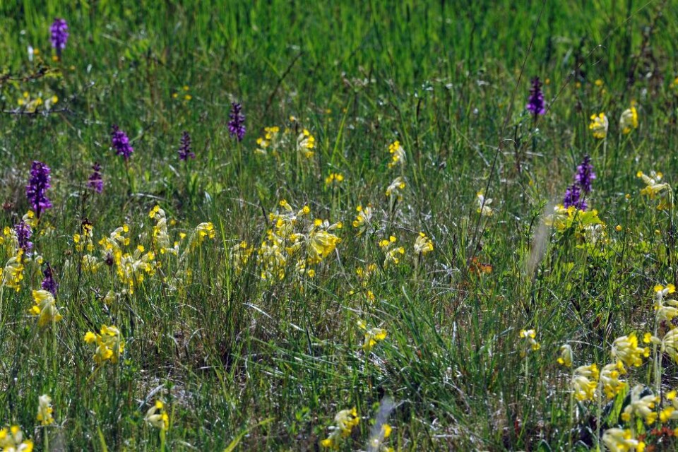 Mer än 40 fridlysta orkidéer har grävts upp vid Lyngsjön utanför Kristianstad, ett område känt för vilda orkidéer. De sällsynta blommorna kan ha sålts vidare i Europa, rapporterar Kristianstadsbladet. Orkidéstölder förekommer frekvent på både Öland och