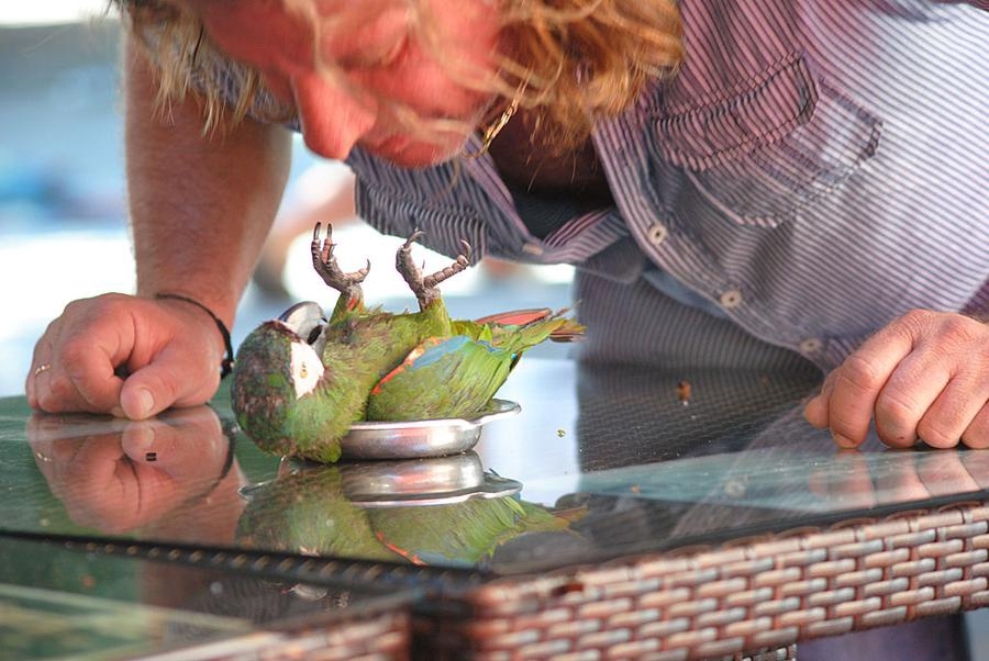 Papegojans ägare beordrar den att ligga ner. Marja Wiking tog bilden på Rhodos.