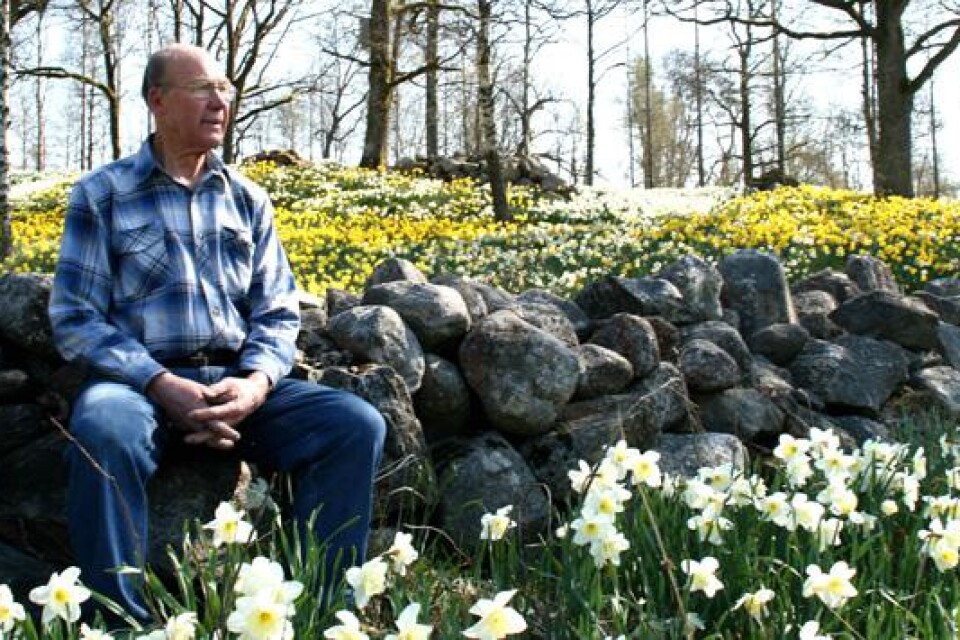 En man och hans påskliljor. För 30 år sedan planterade Arne Andersson sina första ? mycket har hänt sedan dess.