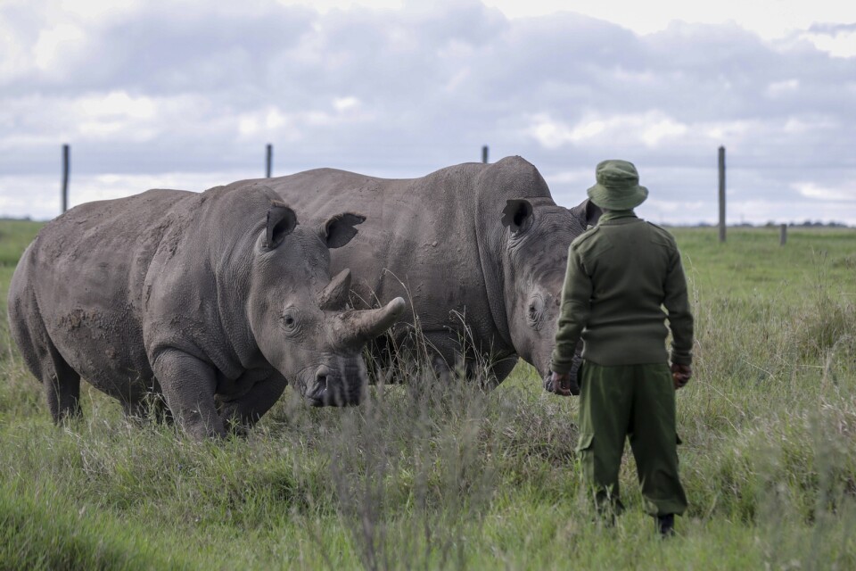 De två sista exemplaren av arten nordlig vit noshörning i ett reservat i Kenya. Fatu till vänster och Najin till höger. Arkivbild