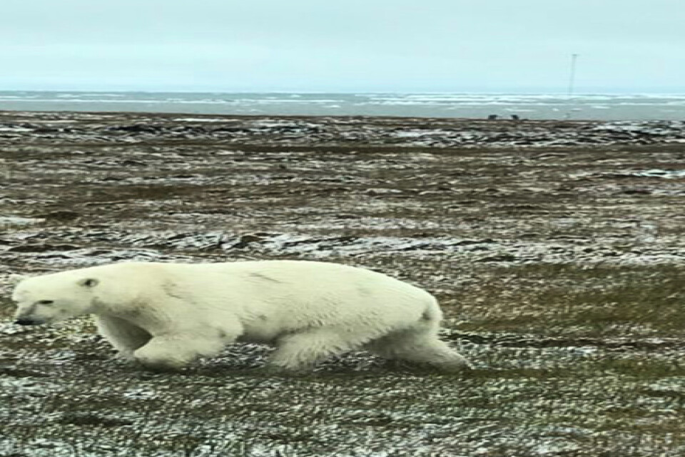 Naturreservatet Arctic National Wildlife Reserve har varit skyddat sedan 1960 och täcker en yta som är sju gånger så stor som Skåne.
