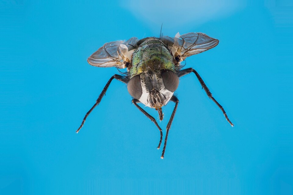 Stackning av en fluga, det vill säga att cirka 75 bilder sammanfogats med hjälp av ett bildbehandlingsprogram.