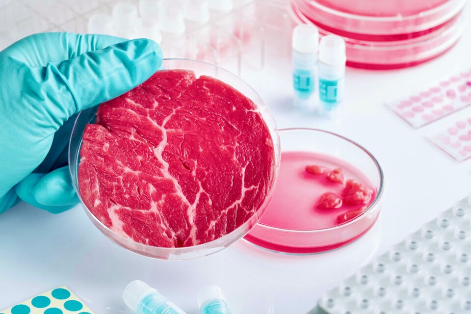 Framtidens mat? Odlat kött från djurceller, som också kallas ”in vitrokött”.