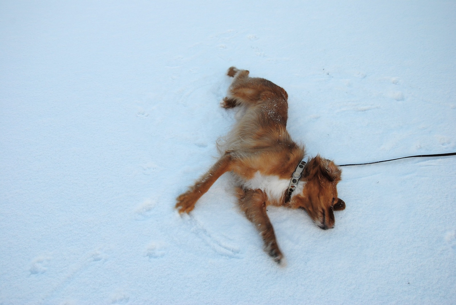 Agneta Svantessons hund Bernard är en tollare som gillar att rulla sig i snön på Osby brukshundklubbs plan. Planen är öppen för alla medlemmar som vill träna med sina hundar där.