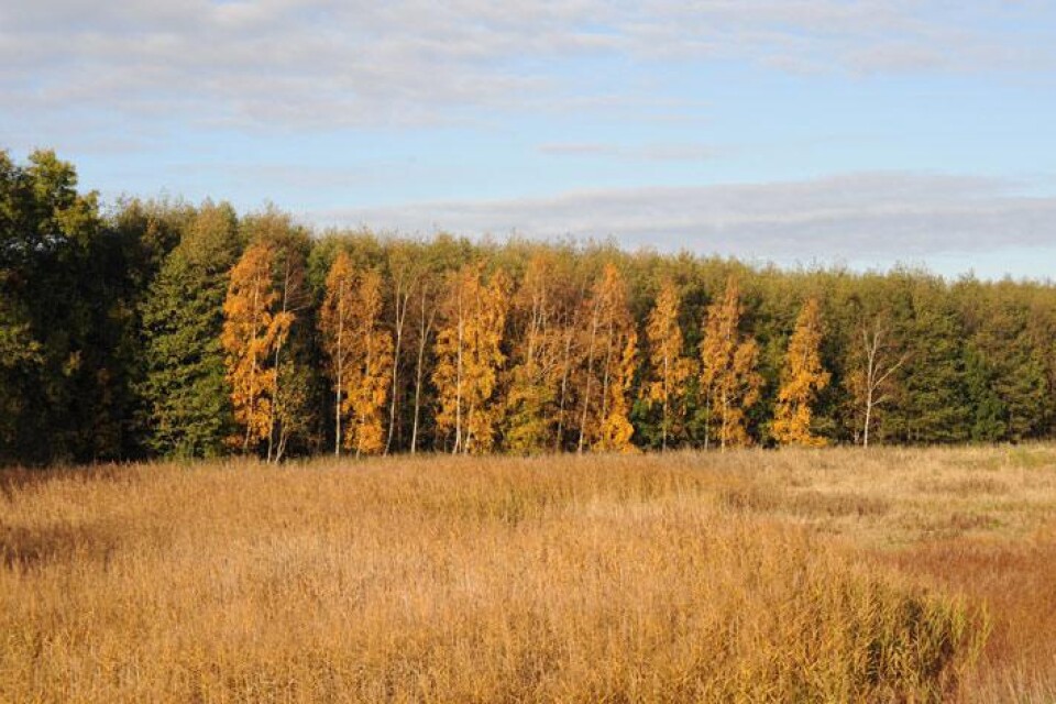 Albäcksskogen i höstens färger.