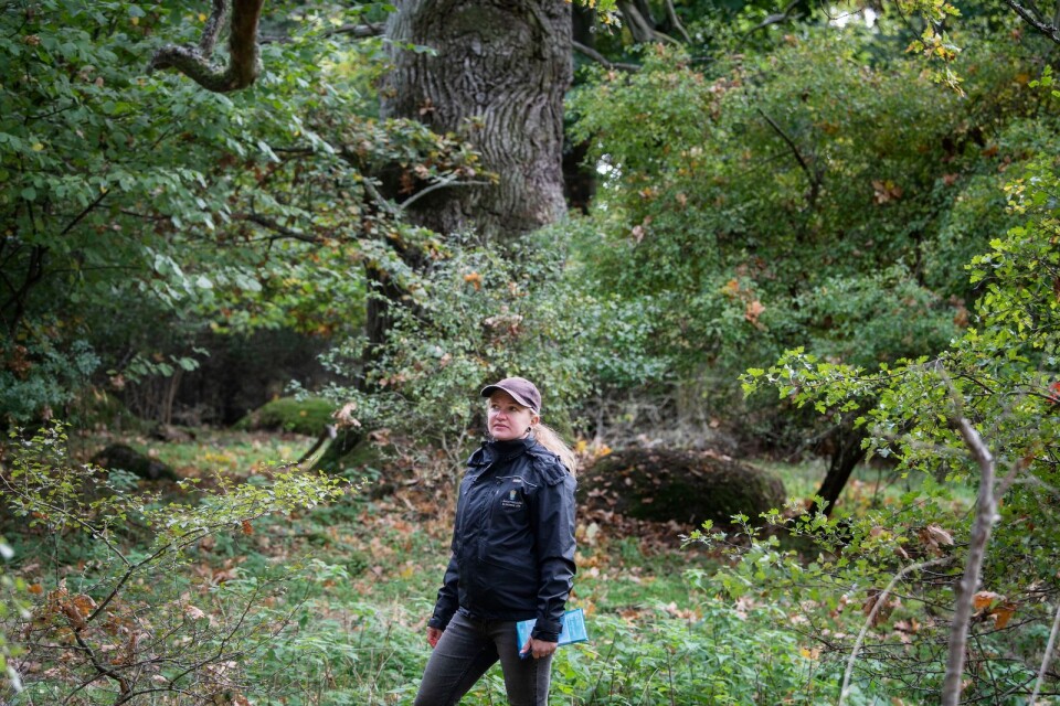 Annika Lydänge på länsstyrelsen leder arbetet med att göra livsbetingelserna för ekarna på Valje naturreservat bättre.