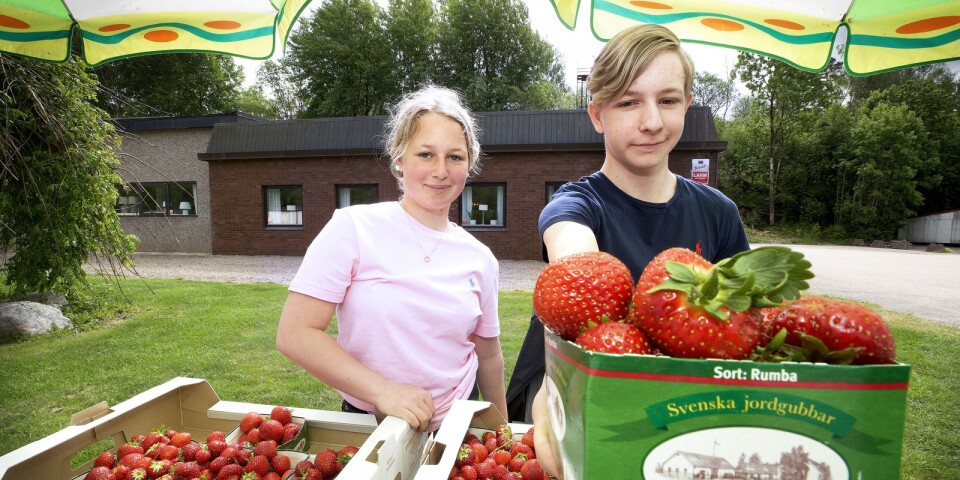 Tindra och Emilio har fixat egna sommarjobb – köper in och säljer jordgubbar