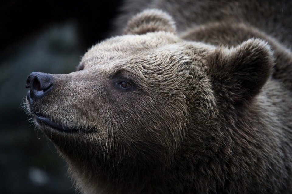 Den närgångna björnen brydde sig inte om fjällvandrarnas skrämselförsök. Arkivbild.