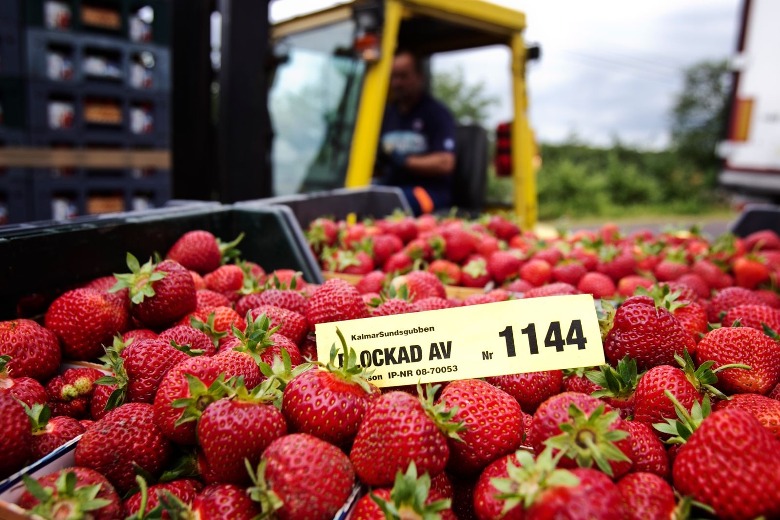 Om inte de utländska gästarbetarna kan komma hit finns risken att det inte blir några jordgubbar i sommar.