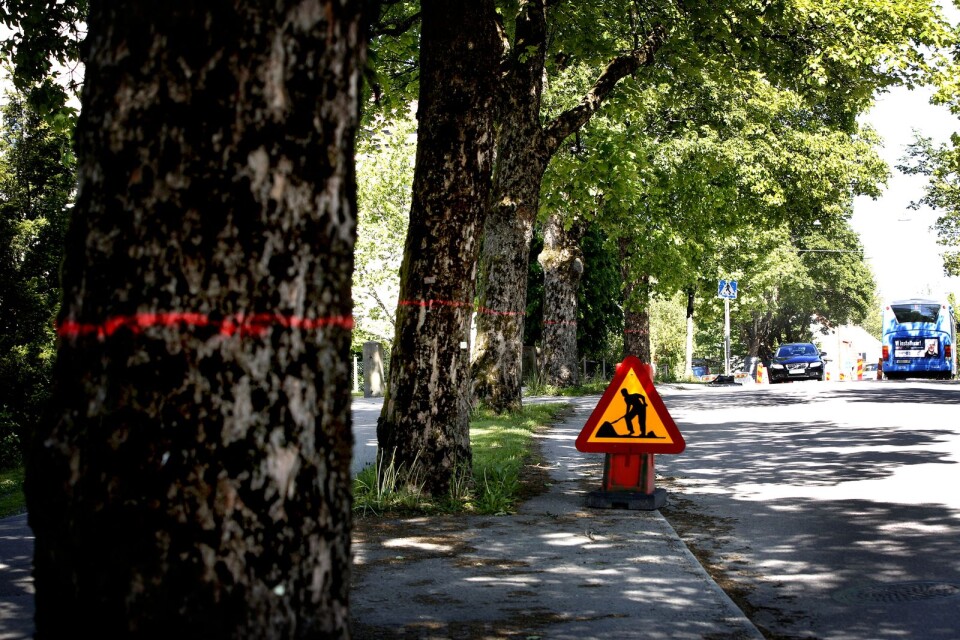 Träd på Brämhultsvägen kan komma att tas ner för att ge bättre plats åt cykelbana.