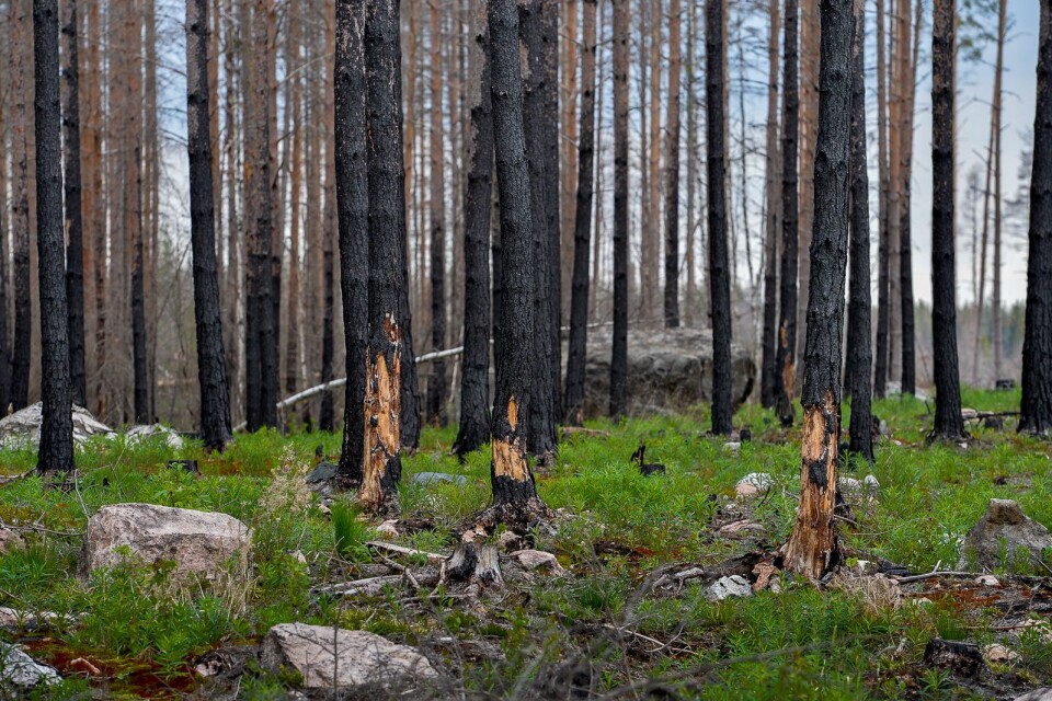 Bilden är tagen i den skog som eldhärjades svårt i den stora branden i Västmanland för fyra år sedan, där naturen åter väcks till liv.