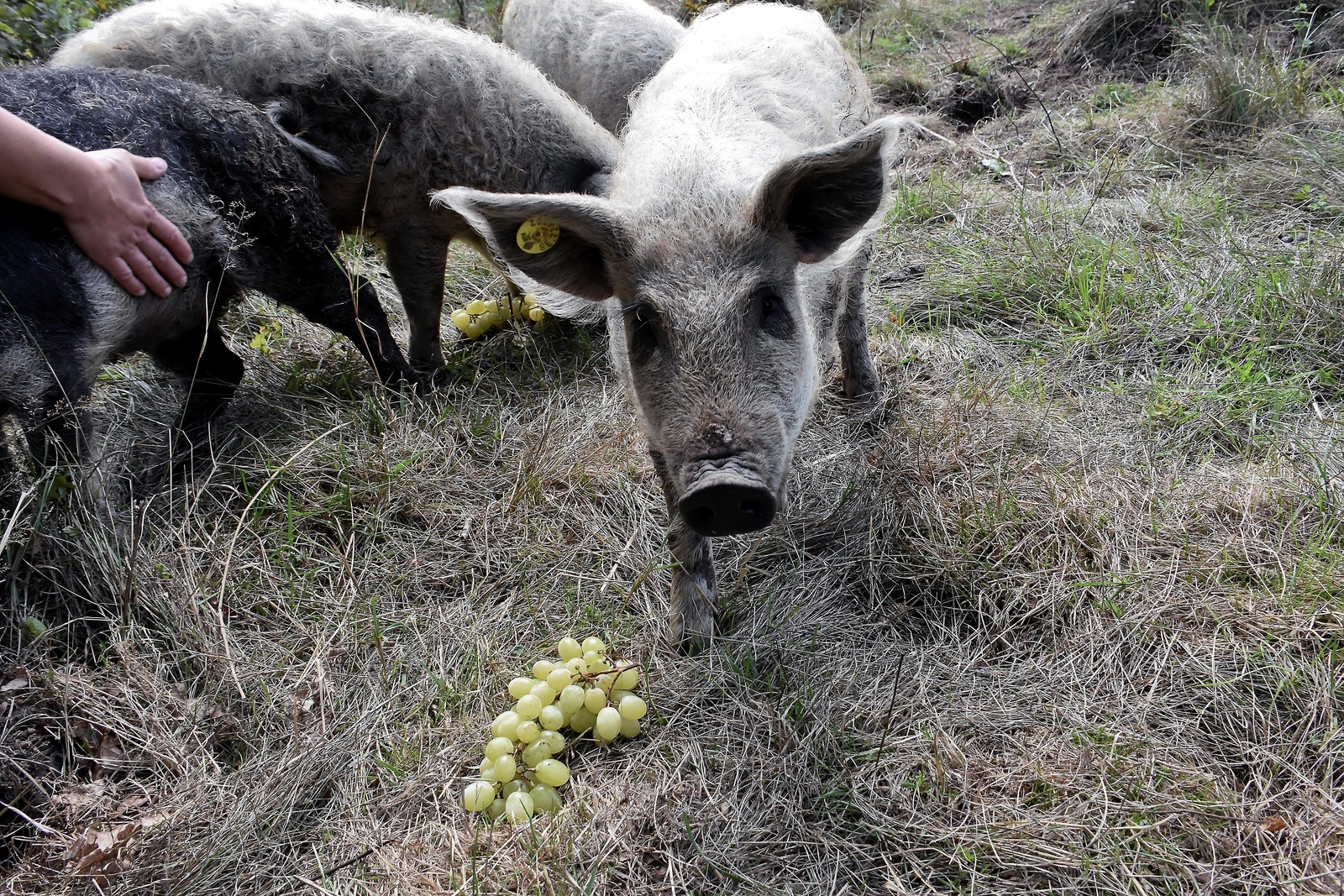 Ullig gris gillar vindruvor.