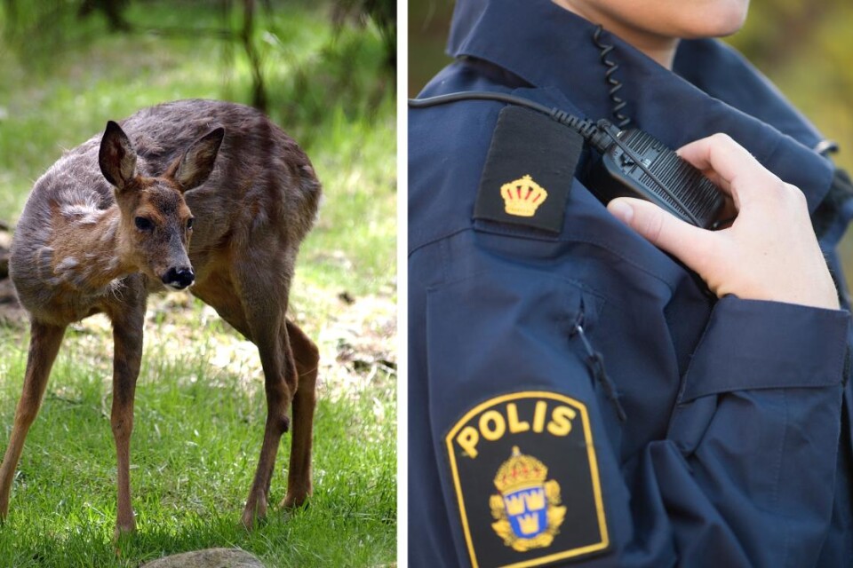 En 25-årig kvinna i Växjö är misstänkt för jaktbrott efter att länsstyrelsen funnit ett levande rådjur i hennes bostad. Bilden är tagen i ett annat sammanhang. Foto: Montage/TT
