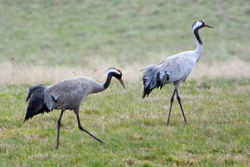 The Latin for crane is  They can be between 90 and 175 centimetres from beak to tail .\nThe Latin for crane is  They can be between 90 and 175 centimetres from beak to tail .
