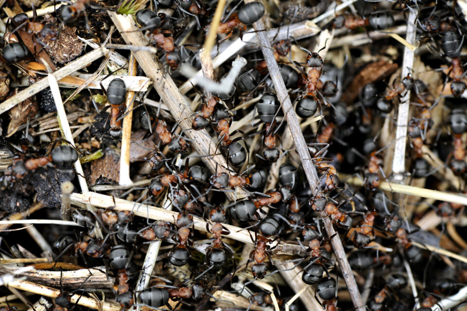 Det är inte ovanligt att myror tar sig in i människors hus i jakt på mat tidigt på våren. Men på grund av den milda vintern har Anticimex fått in de första fallen rekordtidigt. Arkivbild.