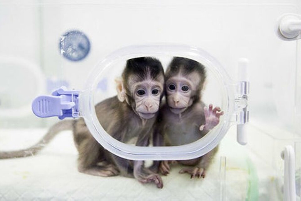 De klonade och därmed genetiskt identiska aporna Hua Hua och Zhong Zhong föddes nyligen i Shanghai.
