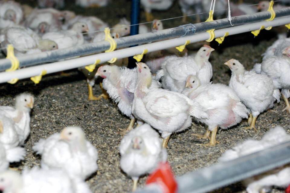Utbrottet av fågelinfluensan fortsätter. Senast att drabbas är en gård med slaktkycklingar. Arkivbild.