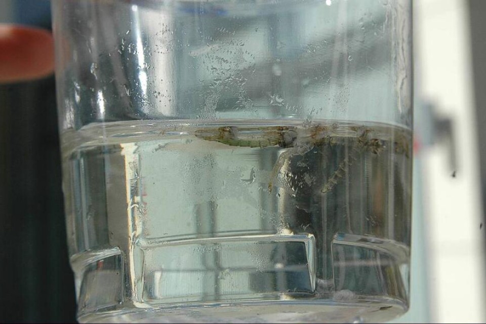 Vid vattenytan i det här plastglaset flyter några av de varelser som Anita Perkhed hittat i Åsundens vatten.